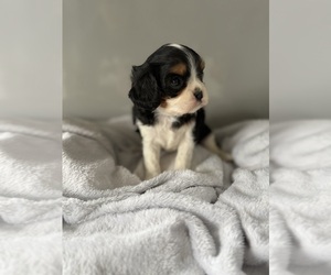 Cavalier King Charles Spaniel Puppy for sale in CENTRALIA, IL, USA