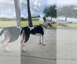 Small #3 American Pit Bull Terrier Mix