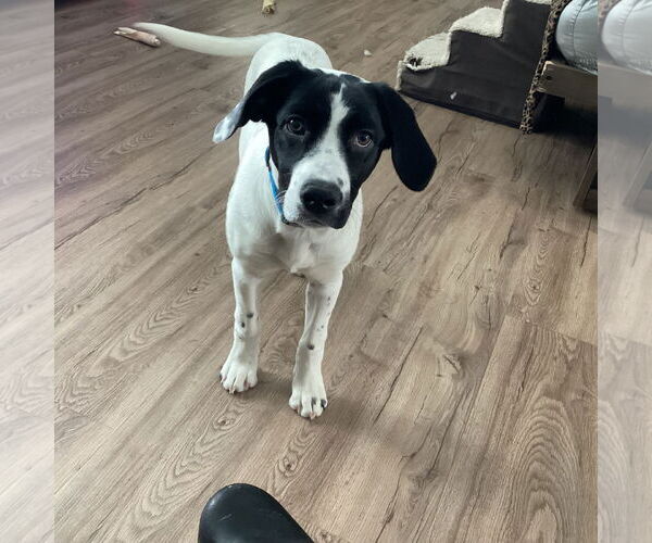 Medium Photo #2 Pointer-Unknown Mix Puppy For Sale in Fargo, ND, USA