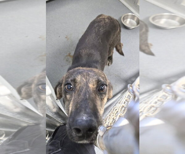 Medium Photo #1 Plott Hound-Unknown Mix Puppy For Sale in Glen Allen, VA, USA