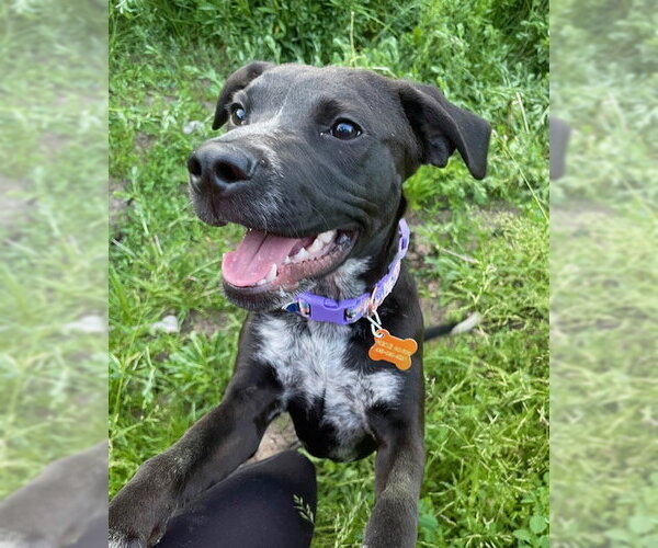 Medium Photo #7 Boxer-Pointer Mix Puppy For Sale in Sandy, UT, USA