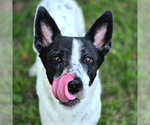 Small #2 Basenji Mix