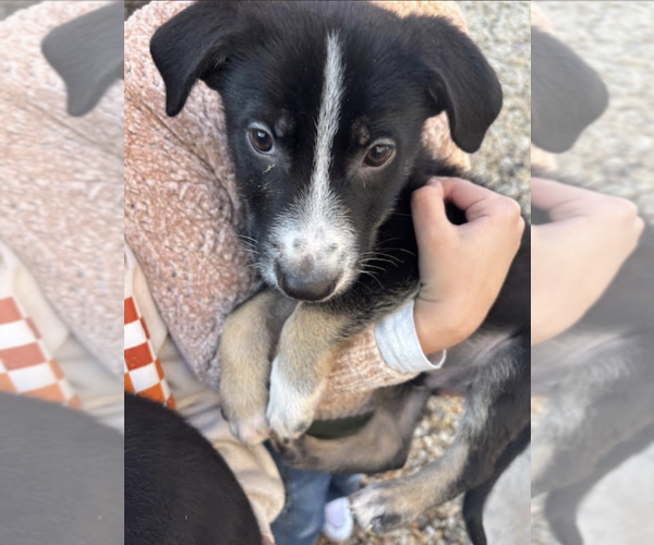 Medium Photo #5 Mutt Puppy For Sale in Rockville, MD, USA