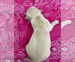 Small #12 English Cream Golden Retriever