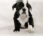 Small Photo #8 English Bulldog Puppy For Sale in LAS VEGAS, NV, USA