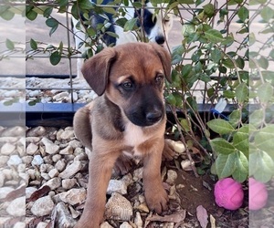 Medium Belgian Malinois
