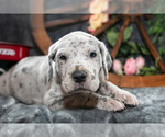 Small Photo #22 Great Dane Puppy For Sale in SHELBY, OH, USA