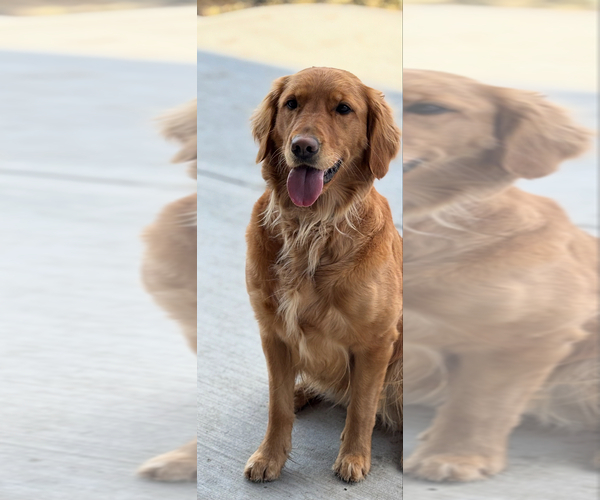 Medium Photo #1 Golden Retriever Puppy For Sale in BOZEMAN, MT, USA
