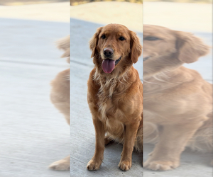 Mother of the Golden Retriever puppies born on 05/28/2025
