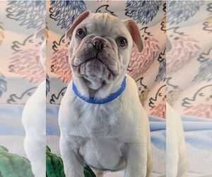 French Bulldog Dogs for adoption in Bon Carbo, CO, USA