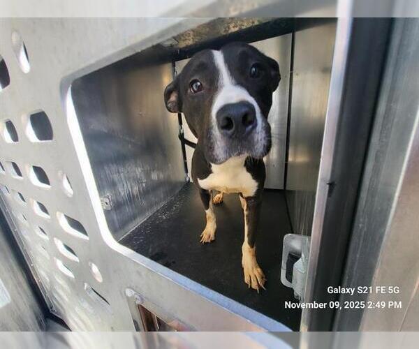 Medium Photo #1 American Staffordshire Terrier-Unknown Mix Puppy For Sale in San Antonio, TX, USA