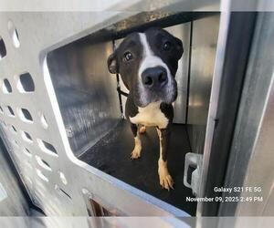 American Staffordshire Terrier-Unknown Mix Dogs for adoption in San Antonio, TX, USA