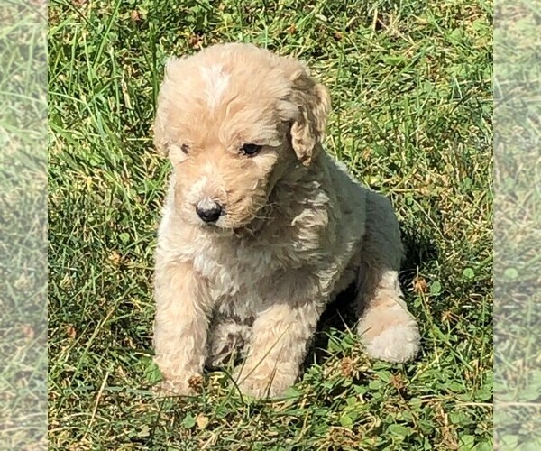 Medium Photo #1 Poodle (Standard) Puppy For Sale in WAYLAND, IA, USA