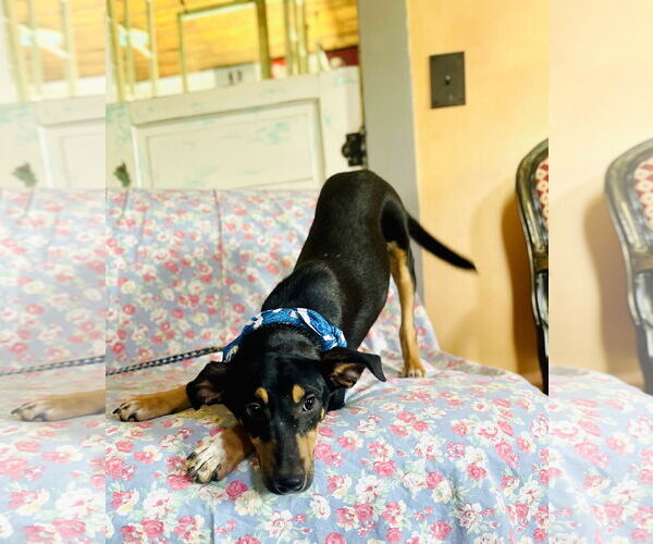 Medium Photo #1 Catahoula Leopard Dog-Miniature Pinscher Mix Puppy For Sale in Rockaway, NJ, USA