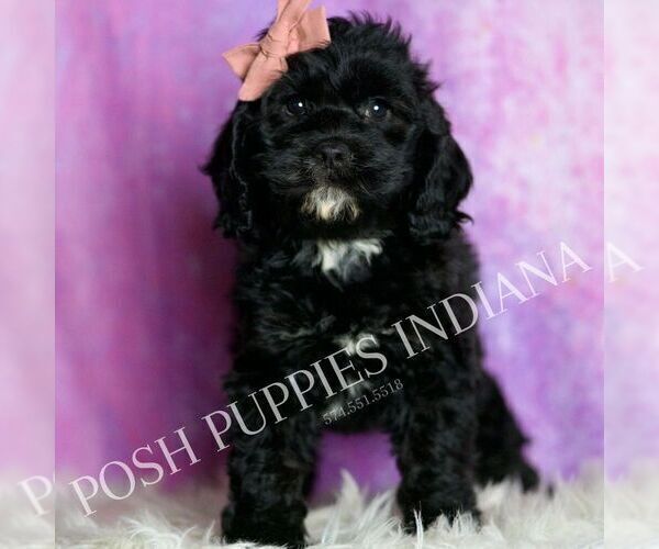 Medium Photo #4 Cavapoo (Miniature) Puppy For Sale in WARSAW, IN, USA