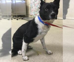 Border Collie-Unknown Mix Dogs for adoption in Riverside, CA, USA