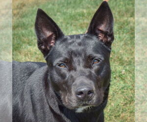 American Staffordshire Terrier-German Shepherd Dog Mix Dogs for adoption in Huntley, IL, USA