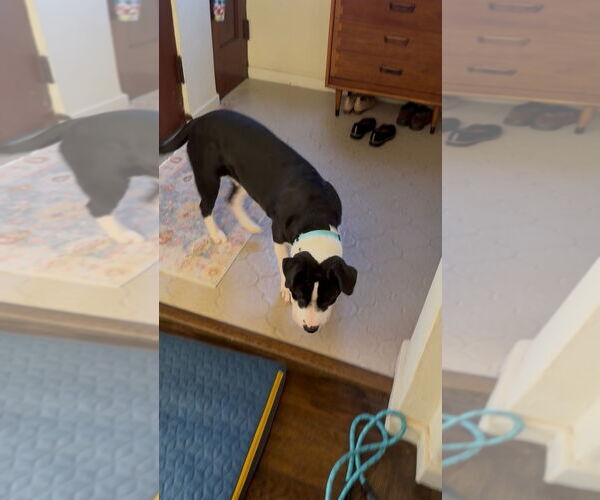 Medium Photo #2 Mutt Puppy For Sale in Woodland Hills, CA, USA