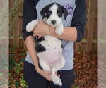 Small #3 Australian Shepherd Mix