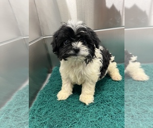 Maltipoo-Shih Tzu Mix Puppy for Sale in SAINT AUGUSTINE, Florida USA