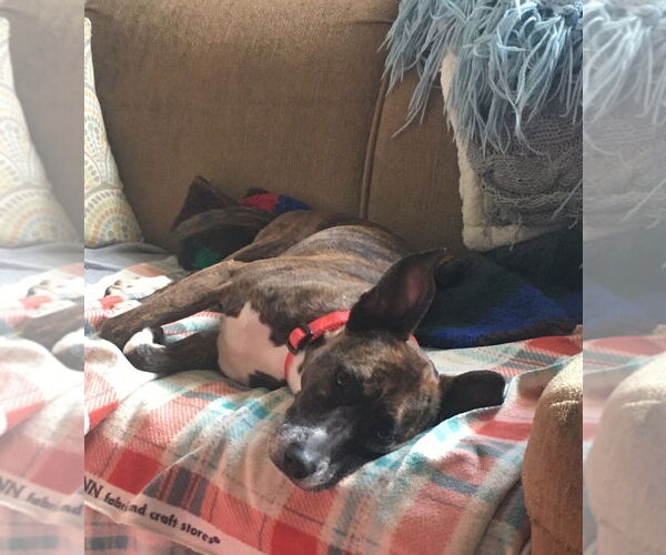 Medium Photo #9 Chihuahua-Dutch Shepherd  Mix Puppy For Sale in Grafton, WI, USA