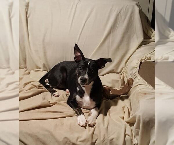 Medium Photo #6 Boston Terrier-Unknown Mix Puppy For Sale in Pittstown, NJ, USA