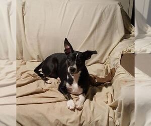 Trixie - Female Boston Terrier-Unknown Mix Dog for Adoption - Photo #6
