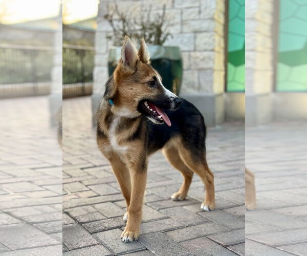 Medium Photo #11 Australian Shepherd-German Shepherd Dog Mix Puppy For Sale in PIPE CREEK, TX, USA