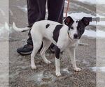 Small #3 Jack-Rat Terrier