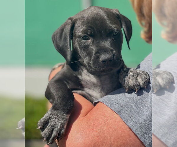 Medium Photo #2 Pointer-Unknown Mix Puppy For Sale in Dana Point, CA, USA