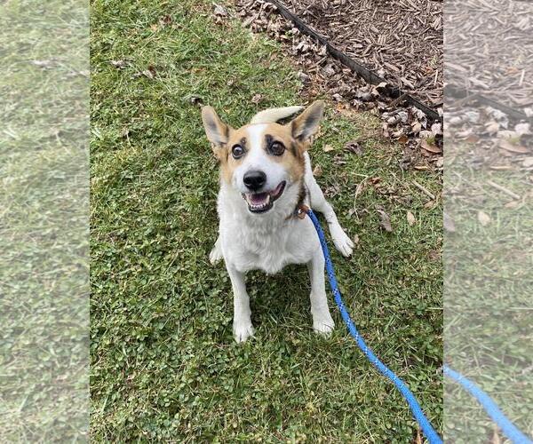 Medium Photo #1 Eurasier-Unknown Mix Puppy For Sale in Front Royal, VA, USA