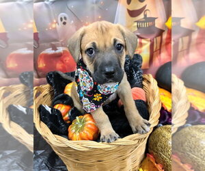 Praline - Female Labrador Retriever-Unknown Mix Dog for Adoption - Photo #3
