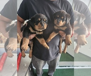 Rottweiler Puppy for sale in BINGHAMTON, NY, USA