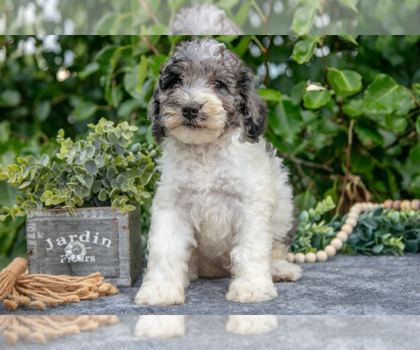 Medium Photo #3 Poodle (Miniature) Puppy For Sale in WOLCOTTVILLE, IN, USA