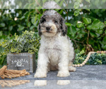 Small #2 Poodle (Miniature)