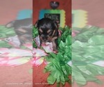 Small Photo #137 Yorkshire Terrier Puppy For Sale in AKRON, OH, USA