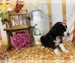 Small Photo #36 Aussiedoodle Puppy For Sale in COMMERCE, MI, USA