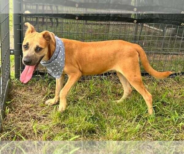 Medium Photo #3 Mutt Puppy For Sale in Abbeville, LA, USA