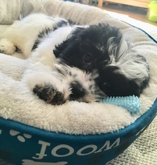 Cavachon Puppy for sale in GREENVILLE, RI, USA