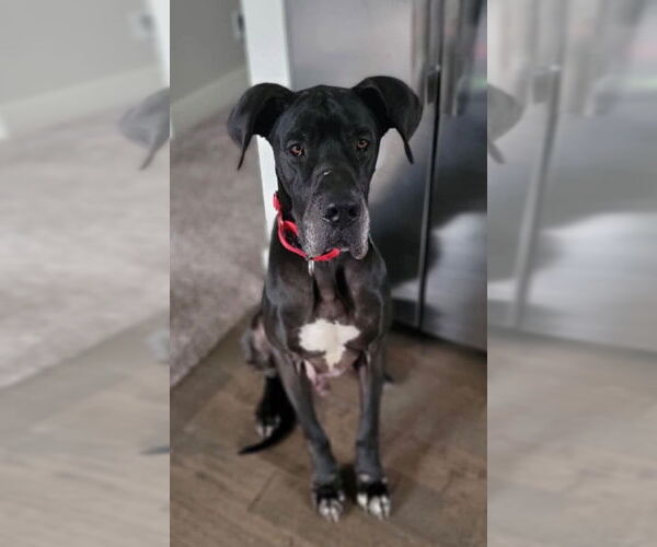 Medium Photo #1 Great Dane Puppy For Sale in Bullard, TX, USA