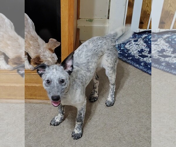Medium Photo #2 Australian Cattle Dog Puppy For Sale in LAURENS, SC, USA