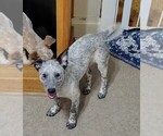 Small Photo #2 Australian Cattle Dog Puppy For Sale in LAURENS, SC, USA