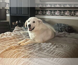 Sokka/Odin - Male - Mix Dog for Adoption - Photo #2