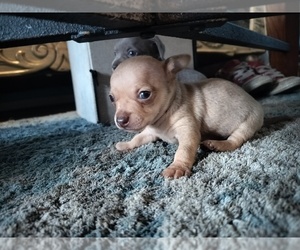 Chihuahua Puppy for sale in LEBANON, TN, USA