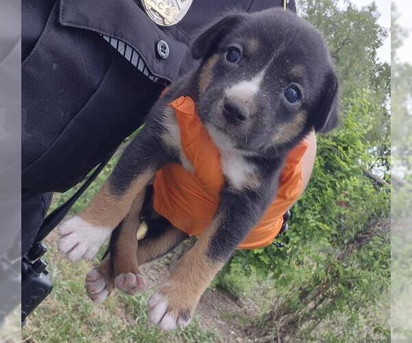 Medium Photo #1 Rottweiler-Unknown Mix Puppy For Sale in San Antonio, TX, USA