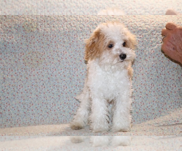 Medium Photo #11 Goldendoodle (Miniature) Puppy For Sale in DYERSBURG, TN, USA