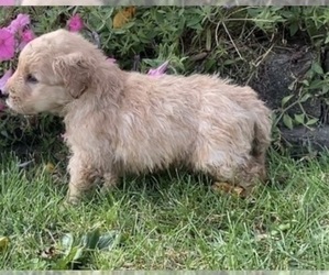 Goldendoodle (Miniature) Puppy for Sale in HOLLAND, Michigan USA