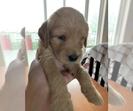 Small #46 Goldendoodle