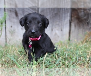 Gollie Puppy for sale in KINGSPORT, TN, USA