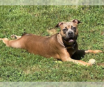 Small #1 Mutt